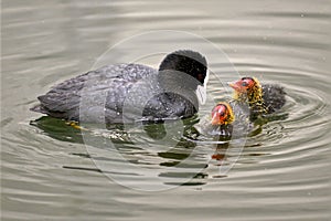 Eurasian Coot and chiks