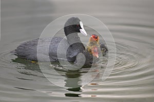 Eurasian Coot and chiks