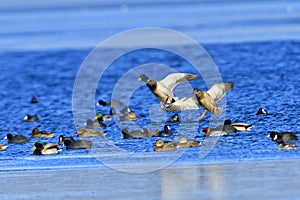 Eurasian coot in winter on ice