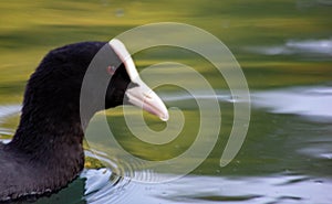 The Eurasian coot or common coot is an aquatic bird of the Rallid family. The coot has a black plumage, a white beak and a white s