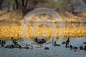 Eurasian coot or common coot or Australian coot or Fulica atra flock or group during winter migration at keoladeo national park