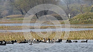 Eurasian coot or common coot or Australian coot or Fulica atra flock or group during winter migration at keoladeo national park