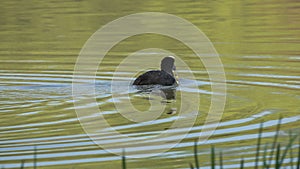 Eurasian Coot dives under the water to bite off a fresh sprout of cattail. Then he eats it with gusto