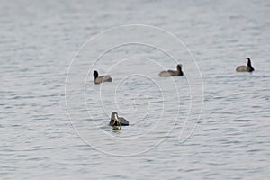 Eurasian Coot Eating Water Weed