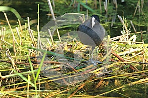 Eurasian coot