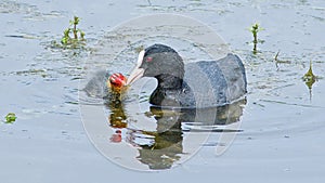 Eurasian coot feeding it\'s chick - fulica atra photo