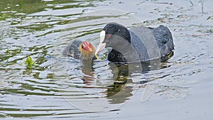 Eurasian coot feeding it\'s chick - fulica atra photo