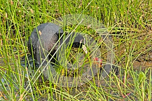 Eurasian coot feeding it`s chick in the reed photo