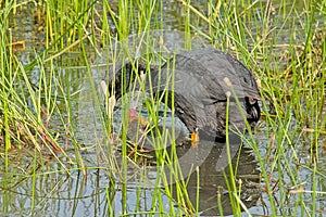 Eurasian coot feeding it`s chick in the reed photo