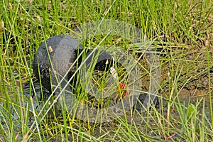 Eurasian coot feeding it`s chick in the reed photo