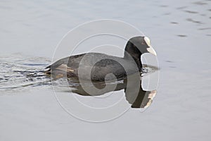 Eurasian coot