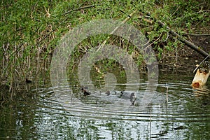 An eurasian coot with four baby coots in a dead river branch swimming around in stagnant water with plants