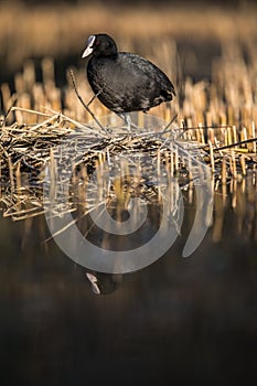 The Eurasian coot, Fulica atra,