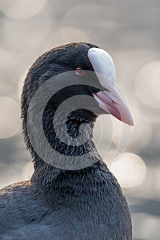 Eurasian coot - Fulica atra