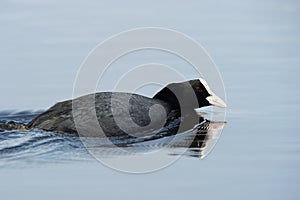 Eurasian Coot (Fulica atra) in action