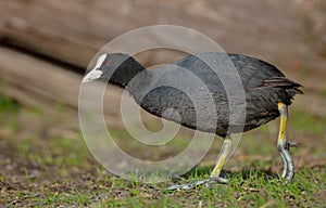 Eurasian coot - Fulica atra - adult bird