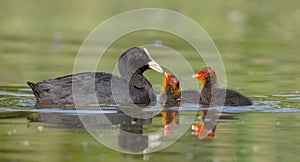 Eurasian coot - Fulica atra - adult bird with juveniles