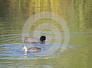 Eurasian coot Fulica atra, also known as the common coot with a young ducling chick swimming in the water of clear lake