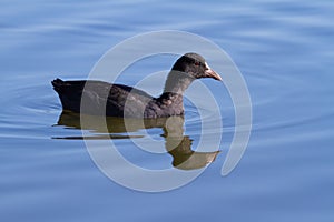 Eurasian coot, Fulica atra. The bird floats on the blue morning river