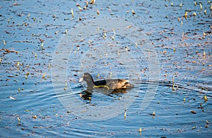 The Eurasian coot Fulica atra in blue lake water