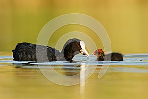 Eurasian coot Fulica atra with chicks youngster, called common coot, Australian coot, is a member of the rail and crake bird