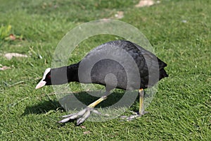 Eurasian coot Fulica atra or common coot