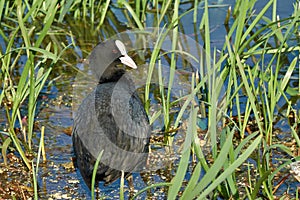 Eurasian Coot (Fulica atra). Coot looking for food near a thicket of young cattails