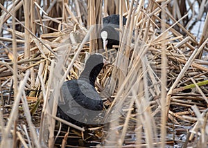 Eurasian coot (Fulica atra) couple building their nest and sitting on eggs