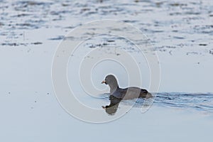 Eurasian Coot or Fulica atra