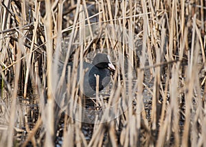 Eurasian coot (Fulica atra) hiding behind dry yellow reeds