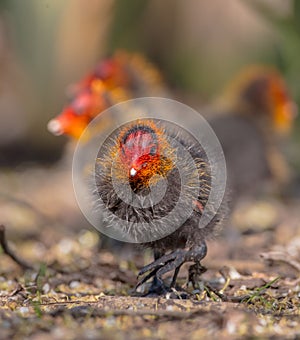 Eurasian coot - Fulica atra -  juvenile birds