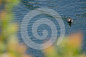 Eurasian coot Fulica atra. photo