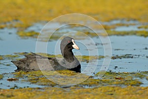 Eurasian coot