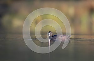 Eurasian coot fulica atra on lake common coot swimming