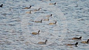 The Eurasian coot, Fulica atra large group in a lake