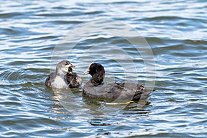 Eurasian coot