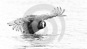 Eurasian coot fulica atra preparing for take off