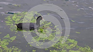 Eurasian coot - Fulica atra seen in springtime at Lake Caldaro, a natural bathing lake