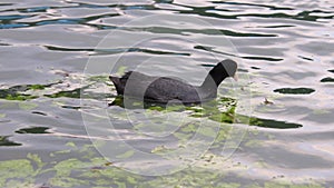 Eurasian coot - Fulica atra seen in springtime at Lake Caldaro, a natural bathing lake