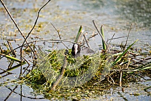 Eurasian coot - Fulica Atra sitting in nest in retention tank Ricanka in Spring, Prague - Uhrineves, Czech republic