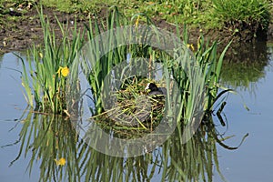 The Eurasian Coot, Fulica Atra is sitting on the nest in spring.