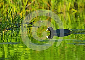 Eurasian coot Fulica atra, in spring on a pond