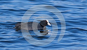 Eurasian coot, Fulica atra. On a sunny morning, a bird floats down the river