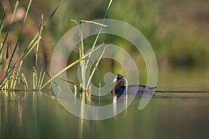 Eurasian coot Fulica atra swimming Common coot on lake