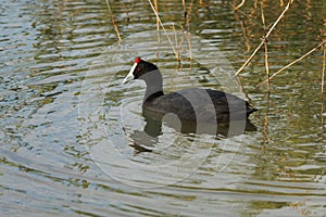 Eurasian coot, fulica atra, swimming in El Hondo natural park photo