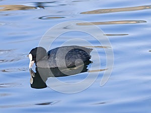 Eurasian coot Fulica atra swimming in pond with reflection close-up portrait, selective focus, shallow DOF photo