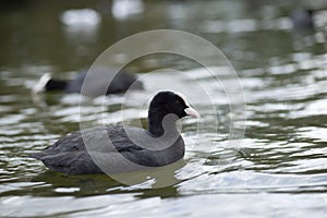 Eurasian Coot Fulica Atra swimming and searching for food in a pond in The Netherlands