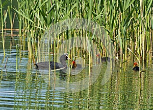 Eurasian Coot Fulica atra with three chicks, among reeds