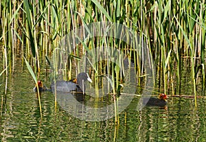 Eurasian Coot Fulica atra with two chicks, among reeds
