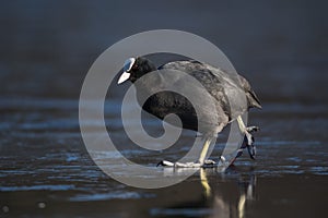 Eurasian coot (Fulica atra) photo